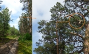 18.05 : this pine branch open from above is the pair's favourite perch situated at a distance of 150 m in line-of-sight from their eyrie; some shed feathers have stayed at the branch