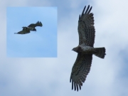 29.08 & 20.07 A11 : the partner of B11 is a good hunter and unlike most of other females brings prey almost as often as the male does