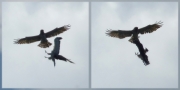 20.07 A11 & B11 : the eagles changed over several times during the ''dance''; here the male has turned out above the female