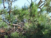 20.07 C : while the parents were playing game in the air the chick could watch them from the eyrie