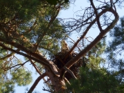 12.07 N11 : the new nest of a pair in Sumy Polissya is built on the fancifully crossed pine branches