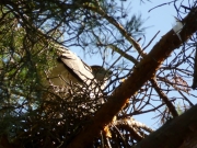 12.07 N11 : Adult Short-toed Eagles don't willingly leave their little chicks at that period; often they even miss an observer on the ground about twenty metres below themselves; this lets to give a treatment with turpentine to the trees as a protection against martens until the chicks become big and active enough to attract the predators' attention