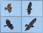 13.09 N11 : this is the first photos of that female in flight; the bird known since 2010 has only been photographed from a great distance or perching on the nest up to now; these images are distinct enough to let us recognize her by the individual pattern and constitution in the future
