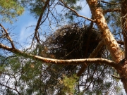 16.08 : this year's eyrie of N11 and her mate has emptied; the juvenile Short-toed Eagle is now hidden on a tree somewhere in the forest