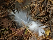16.08 : shed feathers can still be found under perches in the neighbourhood of the nesting tree