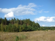 16.08 : at the border of the old pine forest where the Short-toed Eagle's breeding site is located