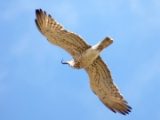 05.04 B11 : the first record of this male Short-toed Eagle this year; he has caught a viper and is flying with it over his breeding site for a long time at different heights and sometimes in classical “festoons”
