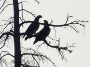 11.04 K11 & L11 : poses of the male and the female on the dead pine right after mating