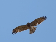 20.04 L11 : this Short-toed Eagle female is not incubating yet