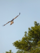 26.04 B11 : perching...