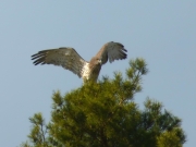 26.04 B11 : he is making himself comfortable on the top of the pine