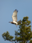 26.04 A11 : the dark Short-toed Eagle female is taking off; she is known for 10 years as an active hunter and a brave defender of the territory