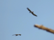 26.04 B11 & A11 : both mates are chasing an intruder away; the female has taken the very expressive aggressive pose