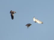 26.04 B11, A11 & B15 : from left to right, the male, the female and the intruder Short-toed Eagle