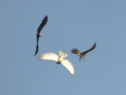 26.04 B11, B15 & A11 : the next figure of the territorial conflict dance