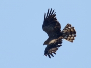 13.06 L11 : the Short-toed Eagle female is flying close to the ground and is a bit illuminated from bellow by reflected sunlight