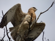 12.09 C15 : the juvenile of L11 and K11, fifth in a row, perching above me on the top of the dead pine not far from the nest