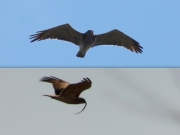 05.04, 11.04 B11 & K11 : the male Short-toed Eagles arrive at their breeding sites with prey at the beginning of the season; they both don't have the moulting signs yet