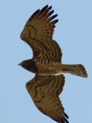 26.04 A11 : this dark-coloured female has interesting deffects at the tips of both the 8th primaries; it looks like they have appeared as a result of a temporary interruption of the feathers growth, perhaps, during migration time