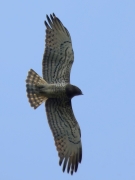 26.04 A11 : also both the 7th primaries are brownish like old feathers, especially in comparison with the neightbour 6th ones, greyish and definitely fresh; at the same time the sevens are shorter, although, they usually are the longest flight feathers of STEs