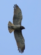 26.04 A11 : also both the 7th primaries are brownish like old feathers, especially in comparison with the neightbour 6th ones, greyish and definitely fresh; at the same time the sevens are shorter, although, they usually are the longest flight feathers of STEs