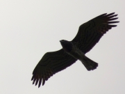 26.04 A11 : her silhouette and the shape of her body are some of her individual features allowing to identify her over the years