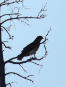 17.05 L11 : the pair of Short-toed Eagles use the same huge dead pine as a perch at their breeding site from year to year; while the male roosts at the top of the tree, the female perches on the same side branch; the long beak tooth is her permanent individual feature
