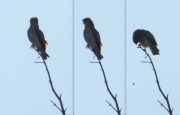 13.06 K11 : her mate drops the pellet down from the top of the same tree