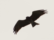 29.06 K11 : the same Short-toed Eagle male is rising above his breeding site and observing the photographer