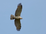 29.06 E15 : an immature, probably 2cy Short-toed Eagle at the breeding site of K11 and L11, like that one a year earlier it might be their previous year's fledgeling; the moulting of primaries is clearly seen