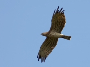 29.06 K11 : the male shows his displeasure to the intruder, he has taken the appropriate pose in the air