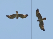 26.07 K11 : the male is hovering over his breeding site at evening time; the feet are lowered for thermoregulation in the heat; he is attentively watching something on the ground