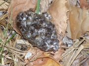 26.08 : a long period of the dry weather at the end of the breeding season led to reducing wet surfaces rich in Grass Snakes, thus, their availability decreased and STEs switched to catching small mammals; the fur has appeared in the eagles' pellets