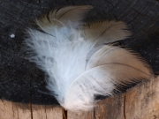 26.08 : these feathers belonged to a juvenile Short-toed Eagle and were lost when it learned to fly moving from tree to tree in the close vicinity of the nest; their good condition, reddish colour and the place of their finding allow to draw such a conclusion