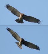 29.08 D15 : a flight in the morning sunlight