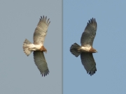 29.08, 24.09 D15 & F15 : different juveniles; the first one is just before swooping down; it seems like they swoop down turning and reflecting the sunlight with their pale wings in order to attract parents' attention; the second one is definitely darker, it might be a female, who knows