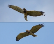 29.08 N11 : the female Short-toed Eagle, the mother of D15 and A15's mate, flies away from the nesting tree after transferring a snake to the juvenile; one of her individual features is the relatively big beak with the slightly curved left side of the upper mandible