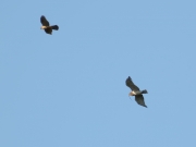 29.08 A15 : the male carring a snake and accompanied by the young Goshawk