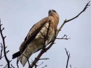 12.09 C15 : juvenile STE is inspecting the neighborhood from the roost