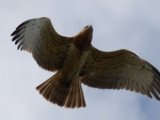 12.09 C15 : the bird is not very dark, but the rows of dark marks of the greater underwing primary coverts are noticeable