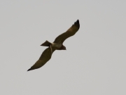 12.09 C15 : the juvenile has got the Grass Snake and flies with it; a bit later the eagle will manage to swallow the snake in flight - the first time in my practice for a juvenile Short-toed Eagle which has not yet left the parents' breeding site