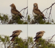 12.09 C15 : the same juvenile reacts absolutely differently to Ravens (top) and to a pair of adult White-tailed Eagles flying past (bottom); it aims to frighten off the first and to hide from the second ones