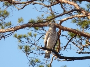 03.04 K11 : this male Short-toed Eagle is roosting at a distance of 250 meters from the future nesting tree; the rather long distance indicates that a nesting tree has not yet been chosen