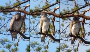 03.04 K11 : he spends his time by usual way, looking around and putting his feathers in order; the photographer standing 90 meters from him doesn't disturb him at all