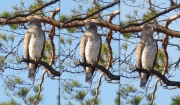 03.04 K11 : just various poses; the perching pine is situated at the border of an old overgrown felled area at the breeding site of the pair