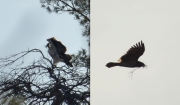 03.04 L11 : the female Short-toed Eagle, K11's permanent mate, has broken off a branch of a dead pine at opposite site of the felled area, much closer to their previous years' nesting trees
