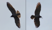 03.04 L11 : she has taken wings and is circling over the breeding site