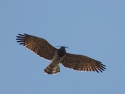 03.04 L11 : her long unhurried flight seems to be attracting the male's attention to indicate her choice of a nesting tree
