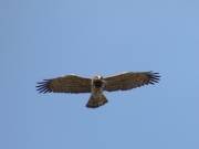 03.04 L11 : now she is hovering on the other side from the photographer