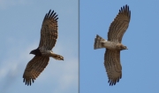 03.04 L11 & K11 : both partners are adult Short-toed Eagle with permanent individual plumages and the typical colouration of a female and a male, respectively; there are almost no signs of the moulting at the time